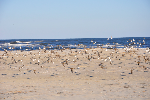 the ocean and birds