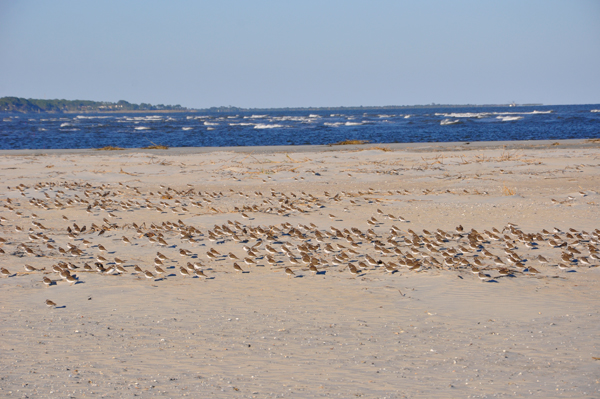 the ocean and birds