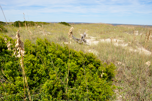 dunes