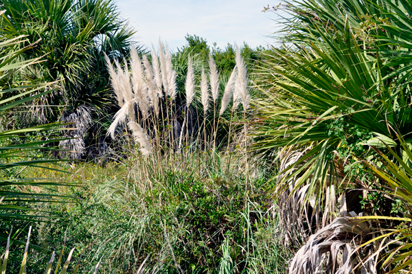 dunes