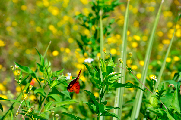 a butterfly