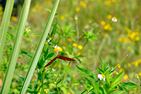 a butterfly