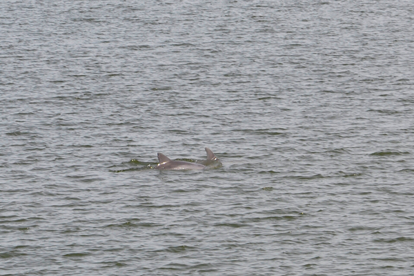 two dolphins