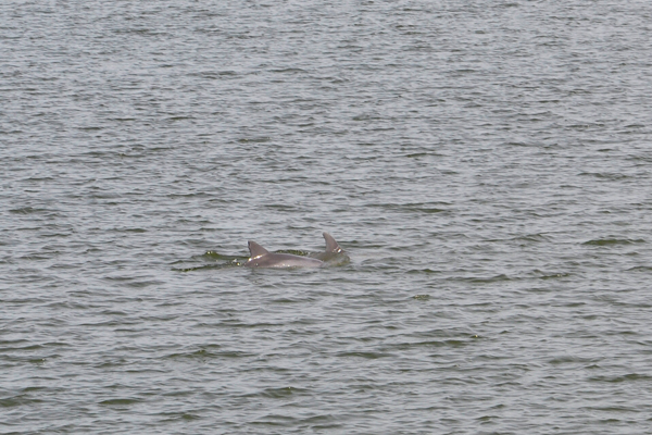 two dolphins