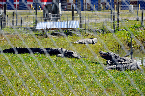 three live alligators