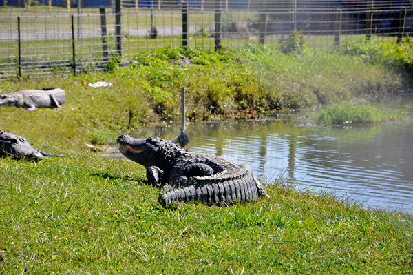 three live alligators