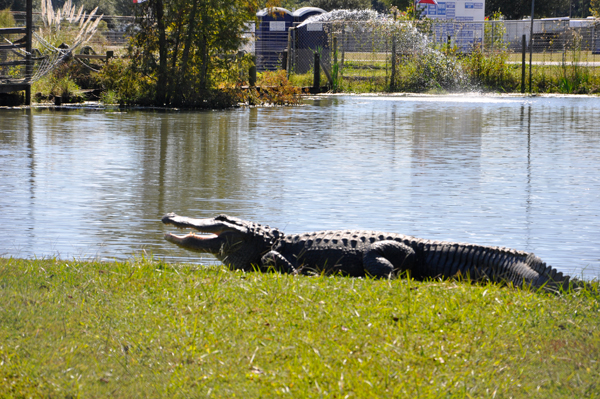 a big alligator