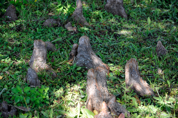 Cypress Knees