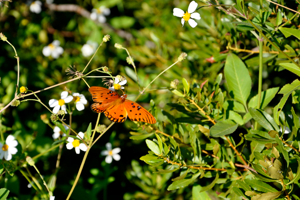 butterfly