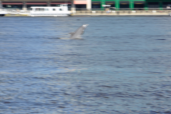 dolphin jumping