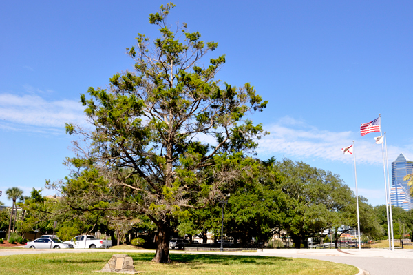 Sesquicentennial Christmas Tree