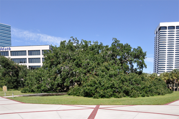 The Treaty Oak