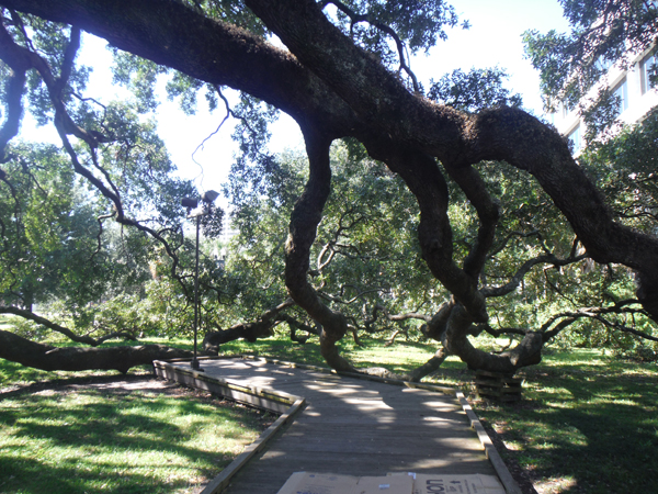 The Treaty Oak