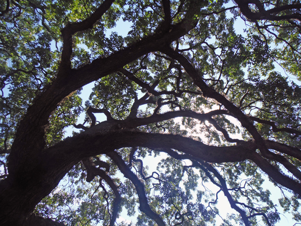 The Treaty Oak