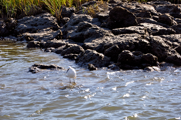 bird by Fort Matanzas 