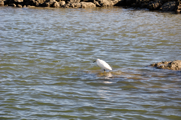 bird by Fort Matanzas 