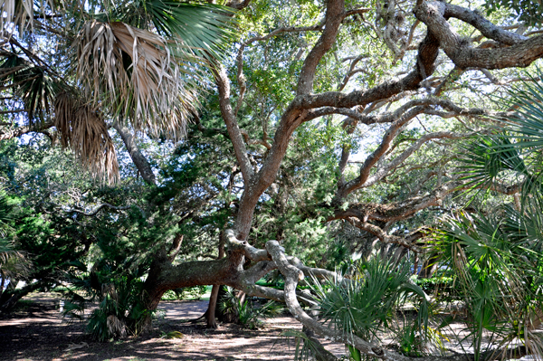 live oak tree