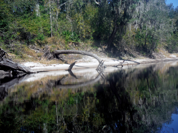 branch reflection