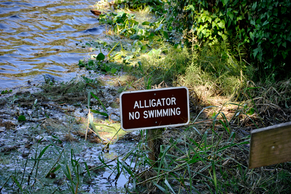 alligator sign