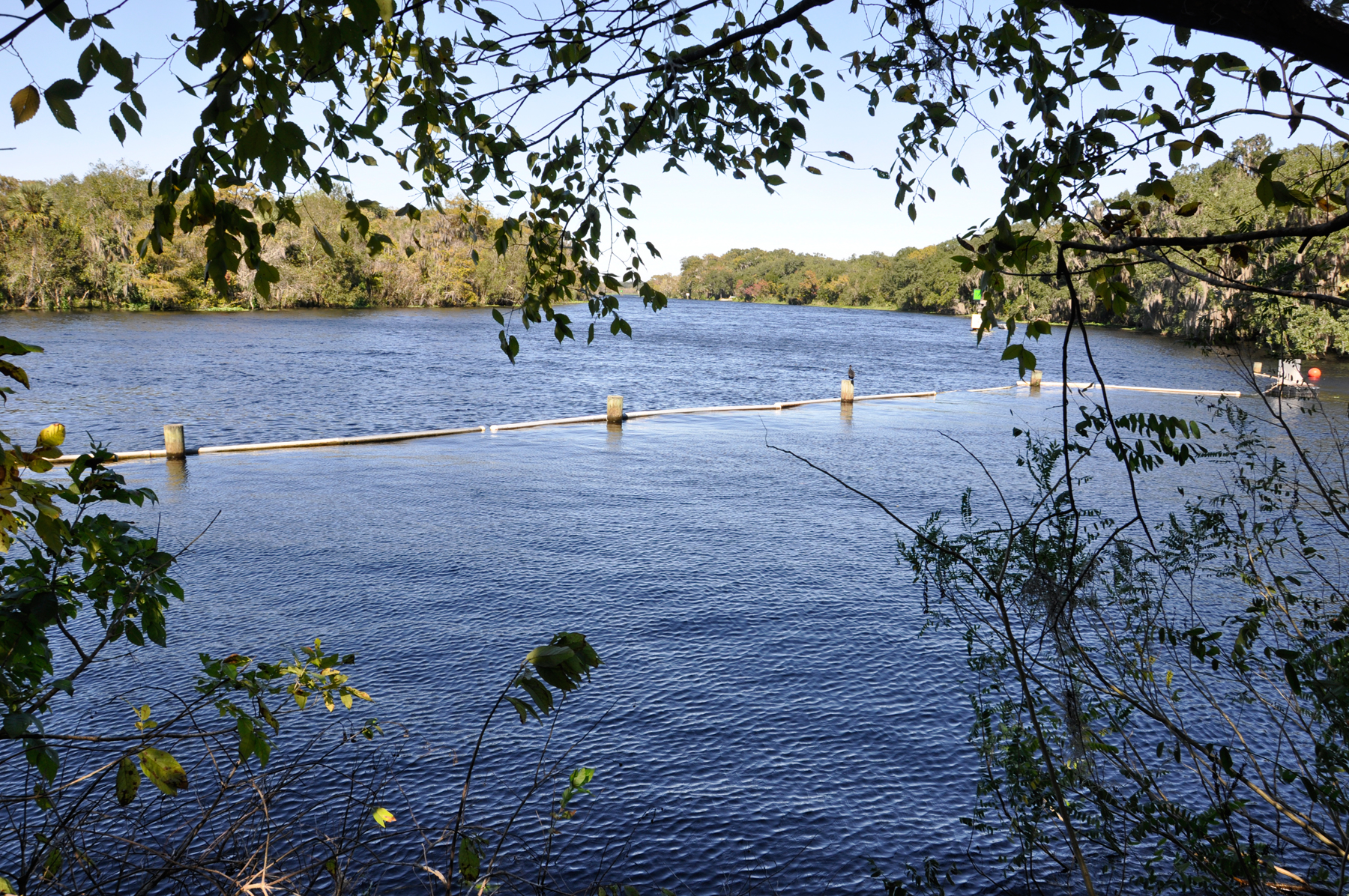 St. Johns River scenery