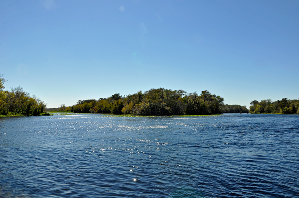 birds in the St. Johns River