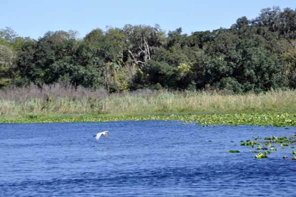 bird flying over St. Johns River