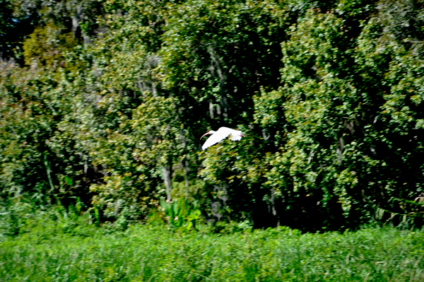 bird flying