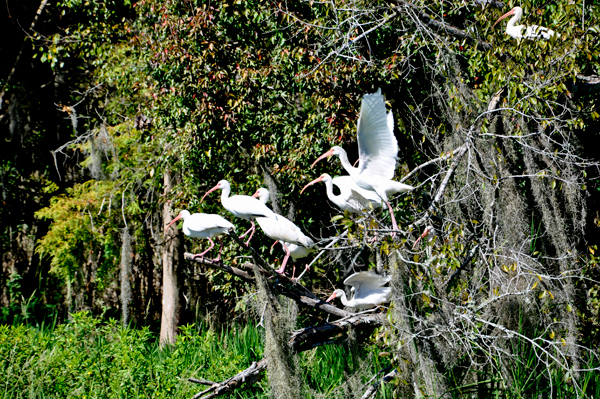 birds flying