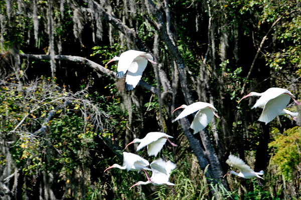 birds flying