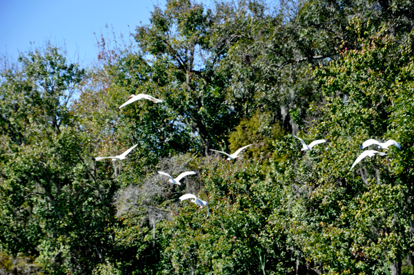 birds flying