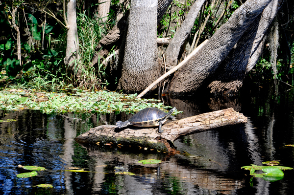 A turtle on a log