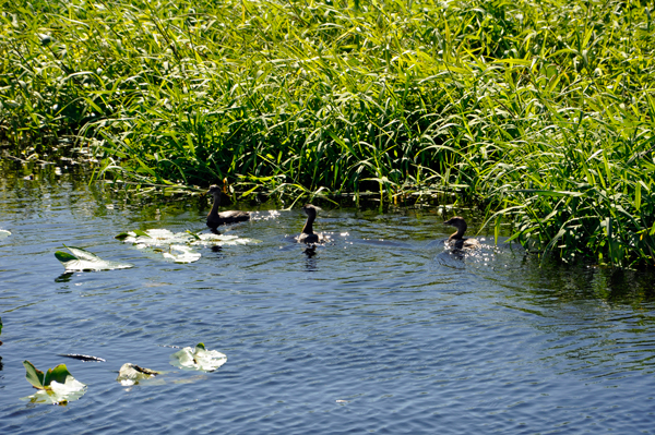 3 ducks inб═the water