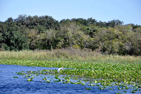 bird at St. Johns River