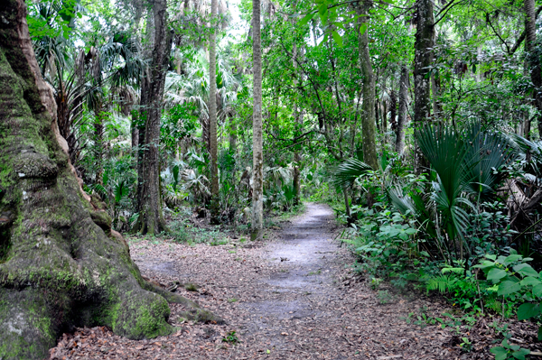 hiking at Highlands Hammock State Park