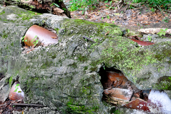 reinforced part of the Live Oak tree