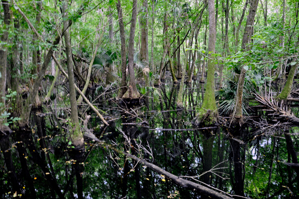 hiking at Highlands Hammock State Park