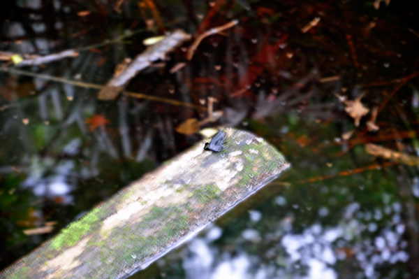 a tiny frog on a log