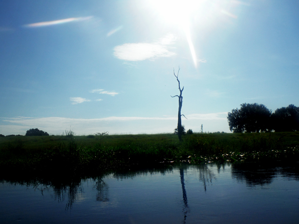 a lone tree