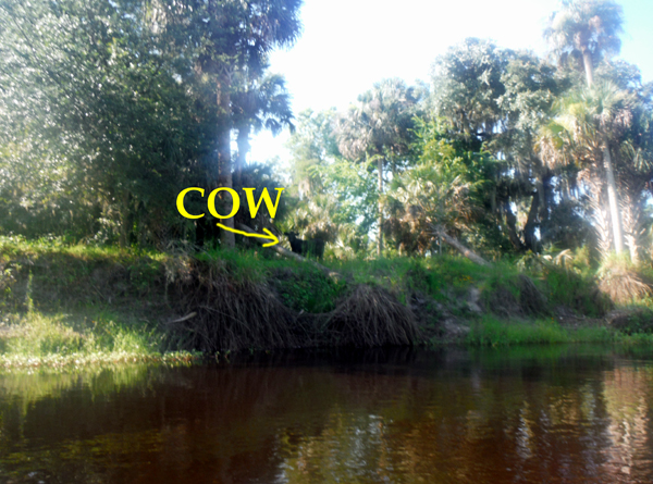 a cow along Peace River