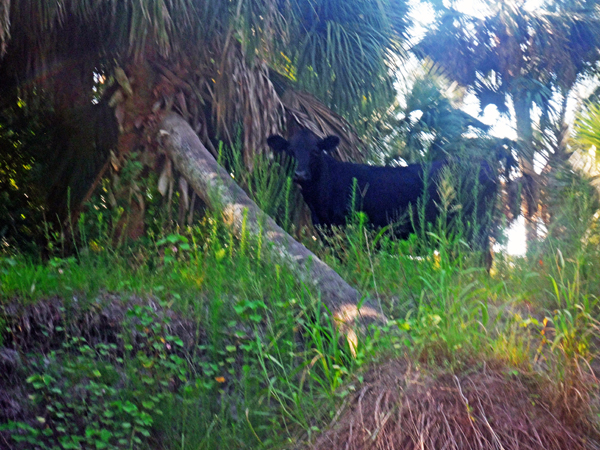 a cow along Peace River