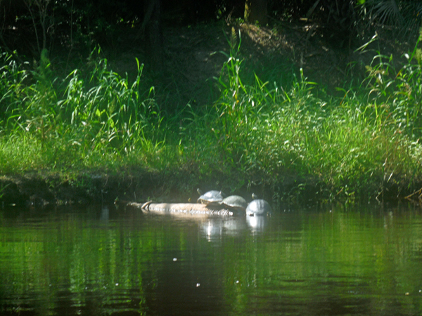 Three turtles on a log on Peace River