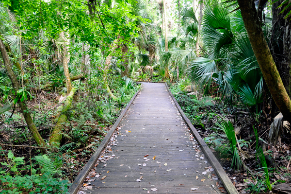 hiking trail at Wekiwa Springs State Park