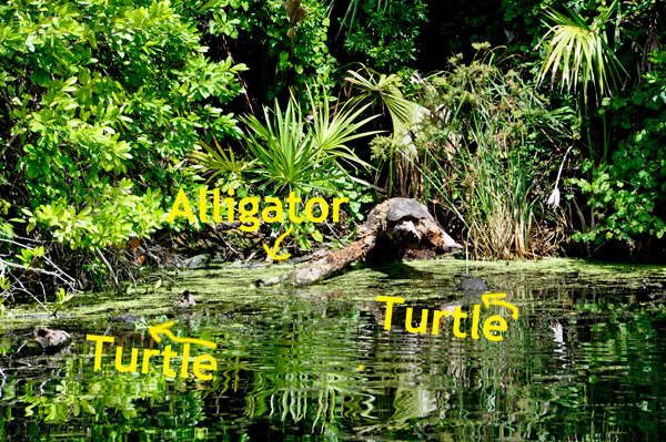 alligator and 2 turtles at Wekiwa Springs State Park
