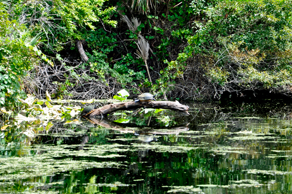 two turtles at Wekiwa Springs state Park