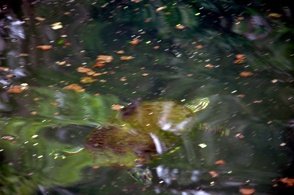 turtle swimming at Wekiwa Springs State Park