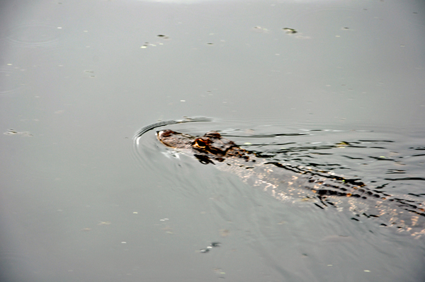 baby alligator at Wekiwa Springs State Park