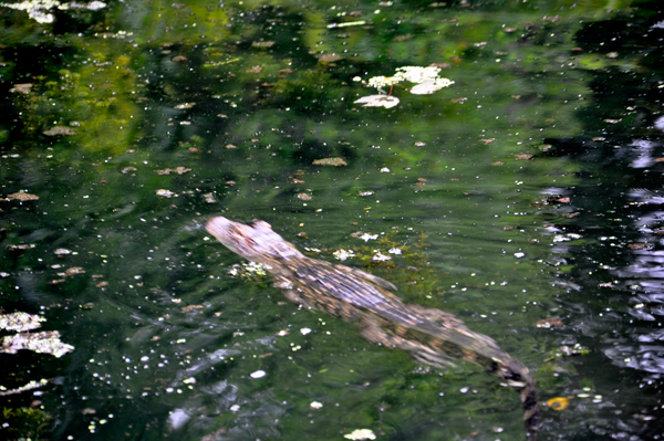baby alligator at Wekiwa Springs state Park