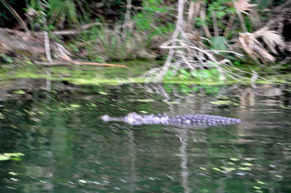 alligator that ate the baby alligator