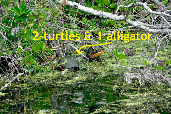 two turtles and one alligator at Wekiwa Springs State Park