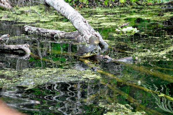 two turtles at Wekiwa Springs State Park